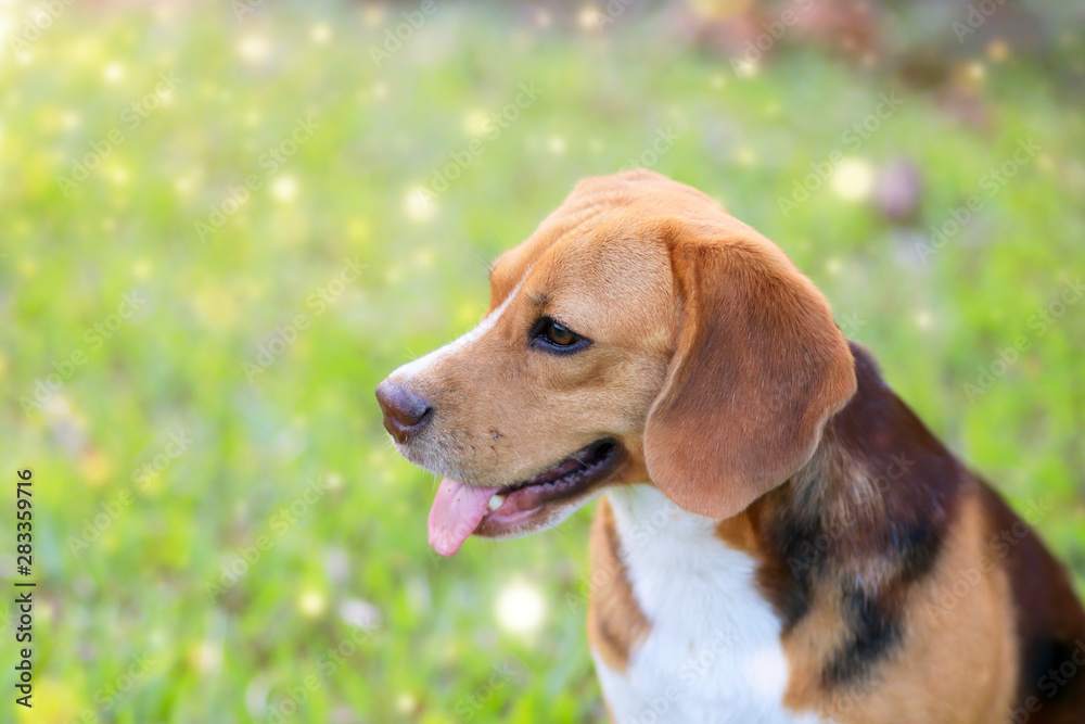 Portrait of a cute beagle dog outdoor in the green grass field.