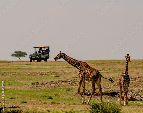 Sticker Kenyan Safari