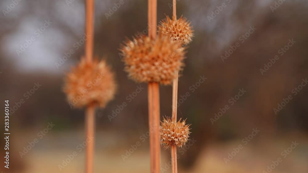 Round grass weed stalk in Botswana Round grass weed stalk in Botswana