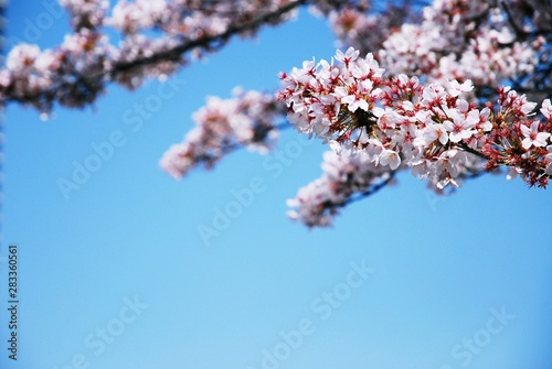 Beautiful pink blossom with blue sky background - color filter
