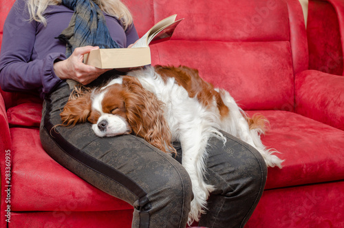 Charming dog – Cavalier King Charles Spaniel – sleeping on woman’s lap while she's reading