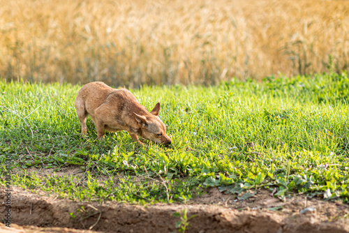 A stray dog runs across the field.