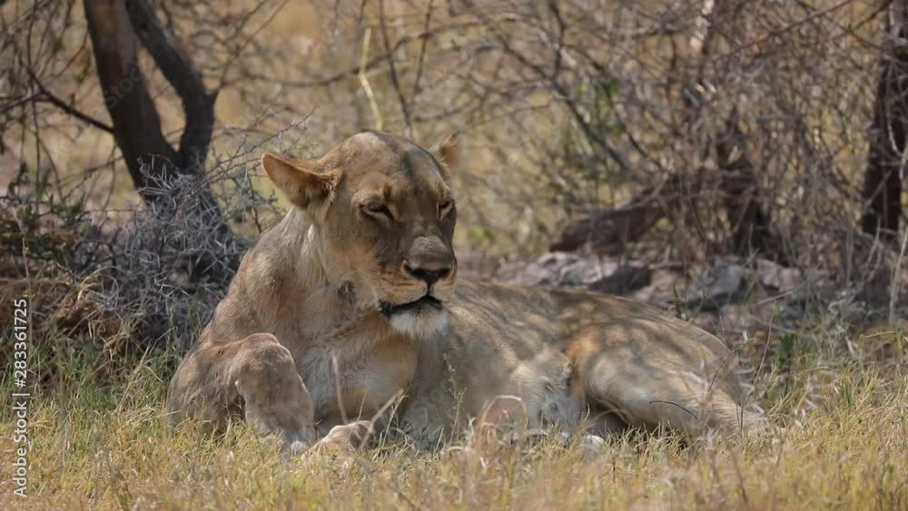 Female lion resting in the shadow during heat of day in Botswana Female lion resting in the shadow during heat of day in Botswana