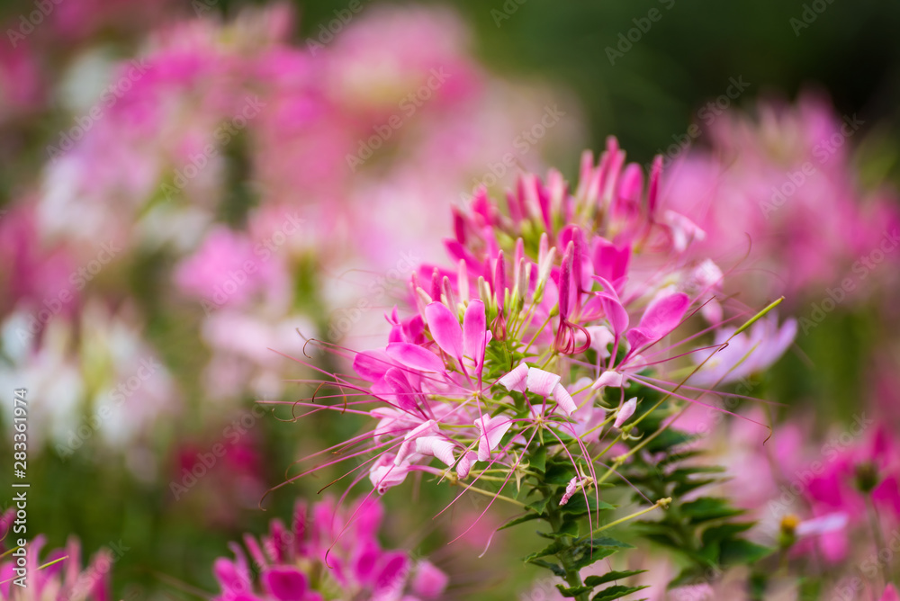 Flower & green plant in the park.Thailand.