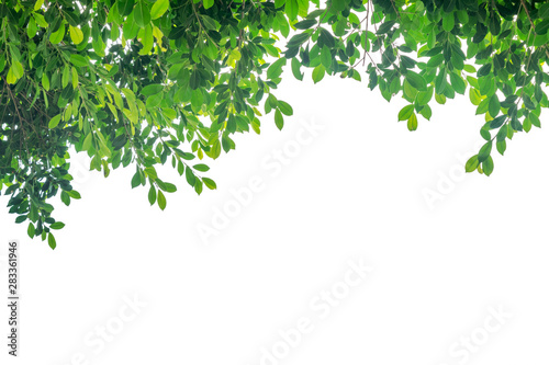 Green leaves and branch on white background with blank space.