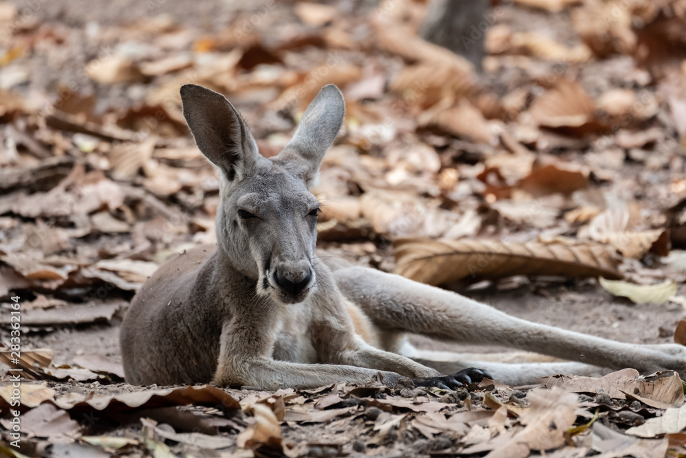 Kangaroo