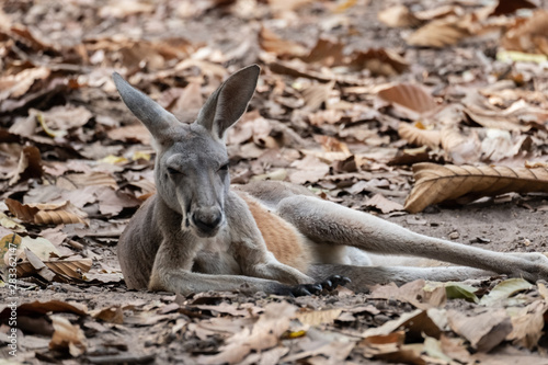 Kangaroo