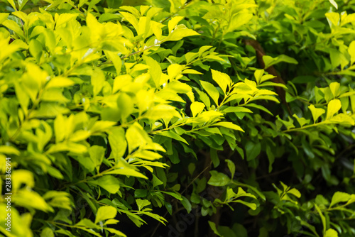The leaves is sunshine yellow tones contrasting with the dark green backdrop.
