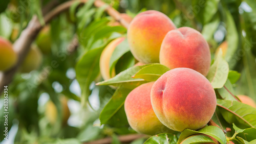 Several juicy peaches ripen on a tree
