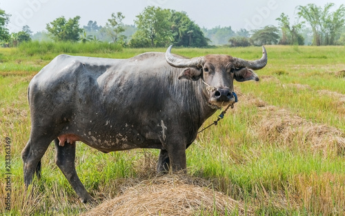 buffalo on the grass
