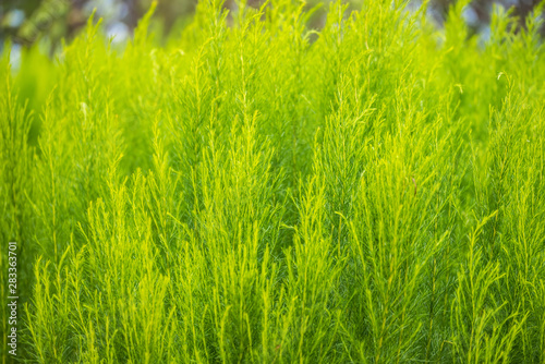 Green bush of Shatavari (Asparagus Racemosus Willd) in the backyard garden.