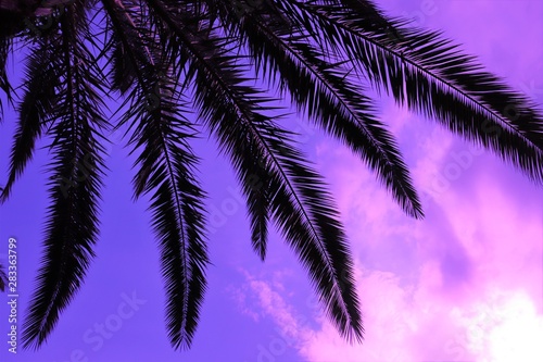 Purple Palm Tree © Patrick