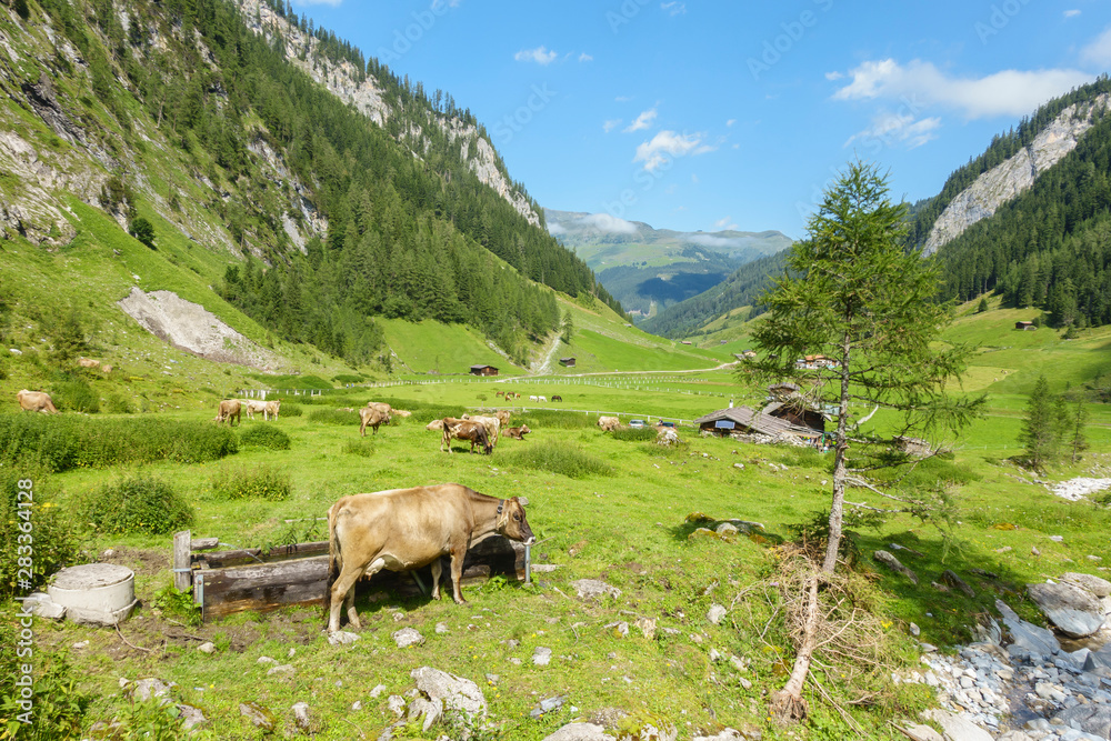 Bergtal mit Almwiese und Kühen