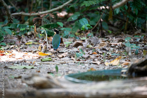 Blue-winged pitta