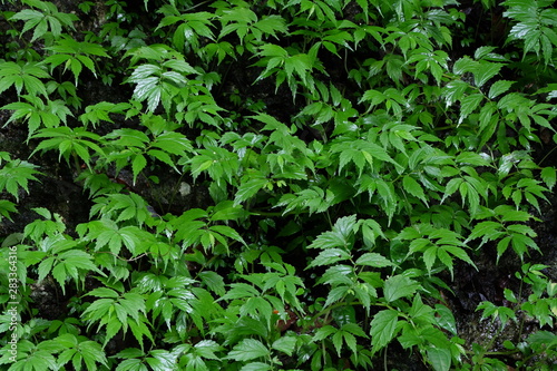 plant on the rock