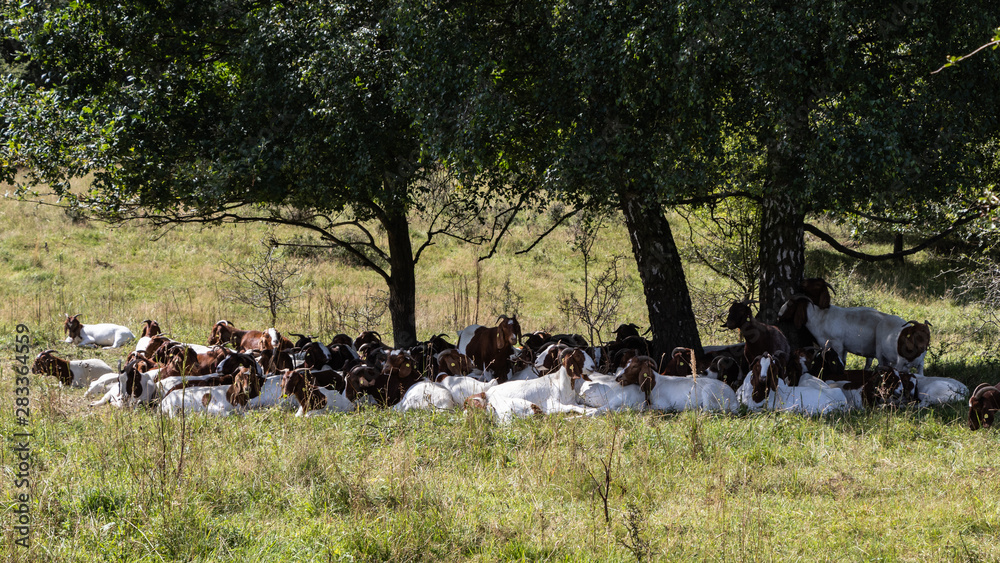 custom made wallpaper toronto digitalGoats in the natural reserve Höltigbaum by Hamburg