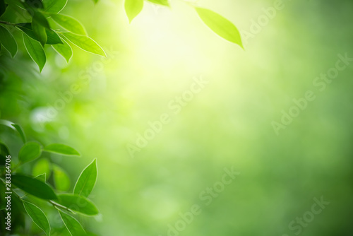 Nature of green leaf in garden at summer. Natural green leaves plants using as spring background cover page greenery environment ecology wallpaper photo