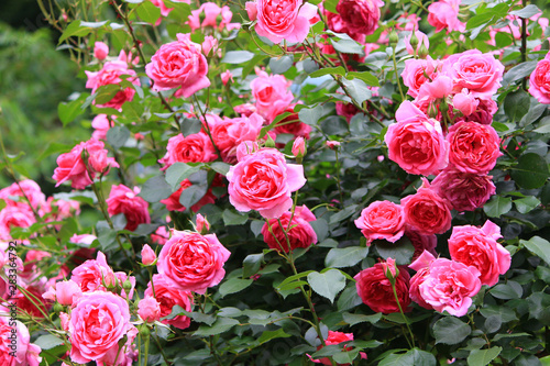 pink rose flower garden in full bloom