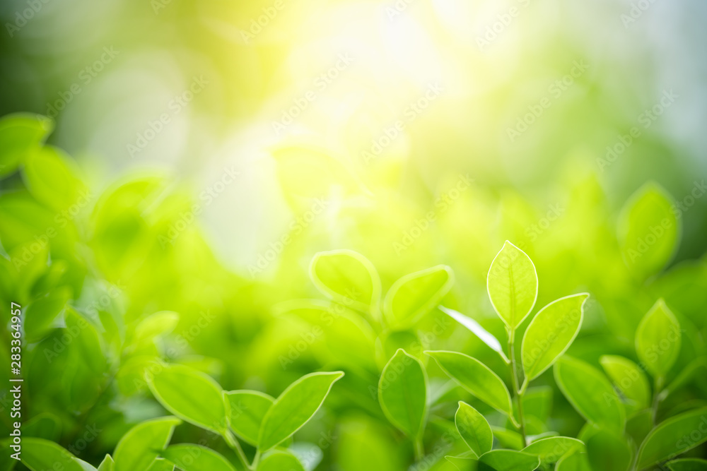 Nature of green leaf in garden at summer. Natural green leaves plants using as spring background cover page greenery environment ecology wallpaper Nature of green leaf in garden at summer. Natural green leaves plants using as spring background cover page greenery environment ecology wallpaper