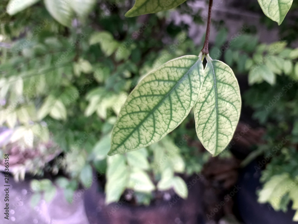 Fresh green leaves on a blurred background Fresh green leaves on a blurred background