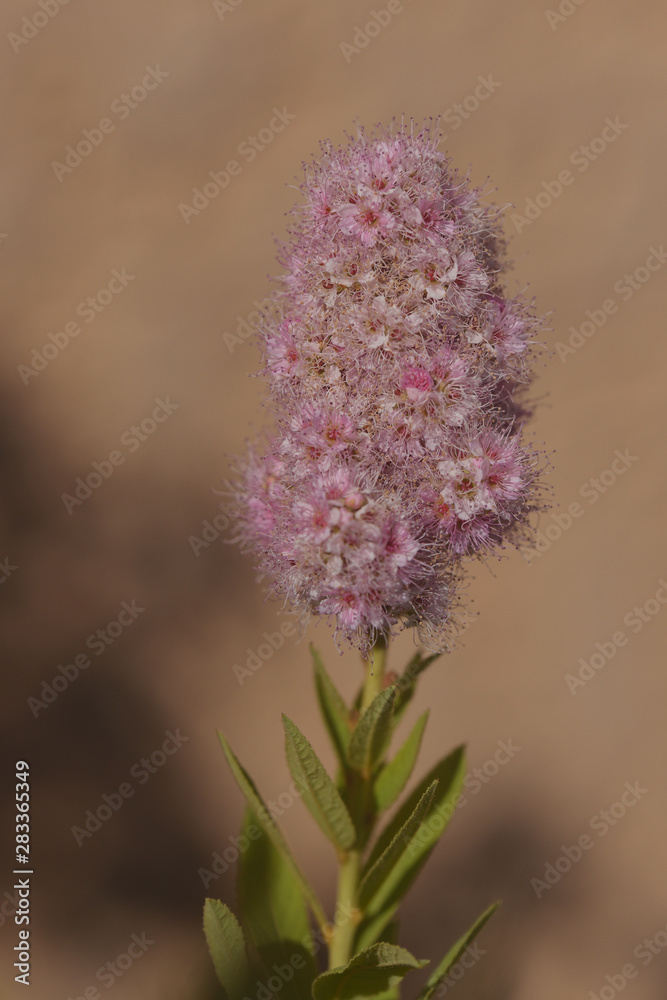Obraz premium Fleurs de western spirea