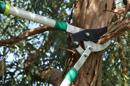 Bild auf Leinwand Elagage d'un eucalyptus en automne