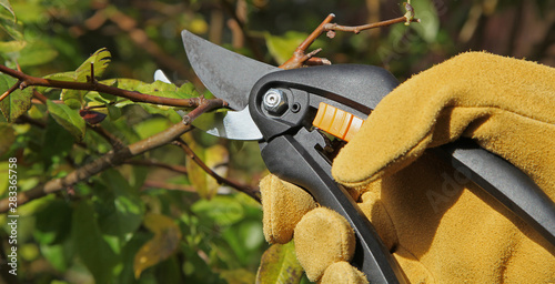 Foto Taille d'un arbuste en automne