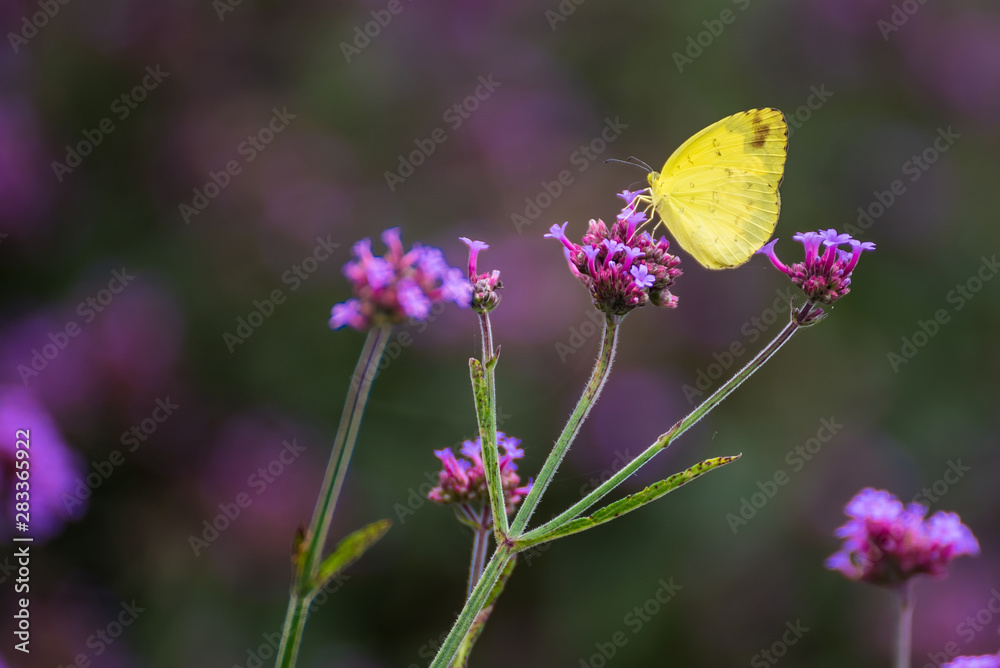 Butterfly insect alone on the flowers in the garden.Thailand. Butterfly insect alone on the flowers in the garden.Thailand.