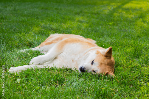 female dog of japanese breed akita inu with white and red fluffy coat lying on green grass © PAVEL GERASIMENKO