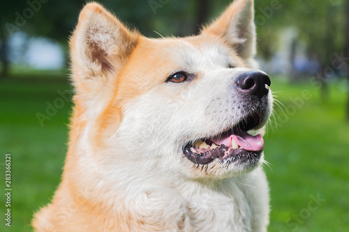 portrait of a female dog of Japanese breed Akita inu outdoors on the green grass © PAVEL GERASIMENKO