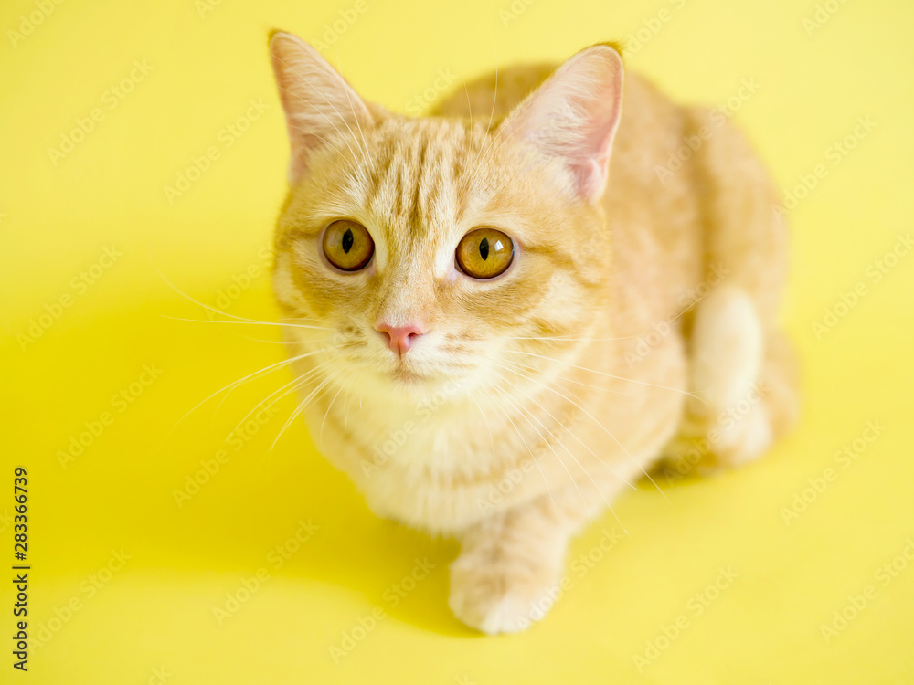 Cute ginger tabby cat looks forward on a yellow background