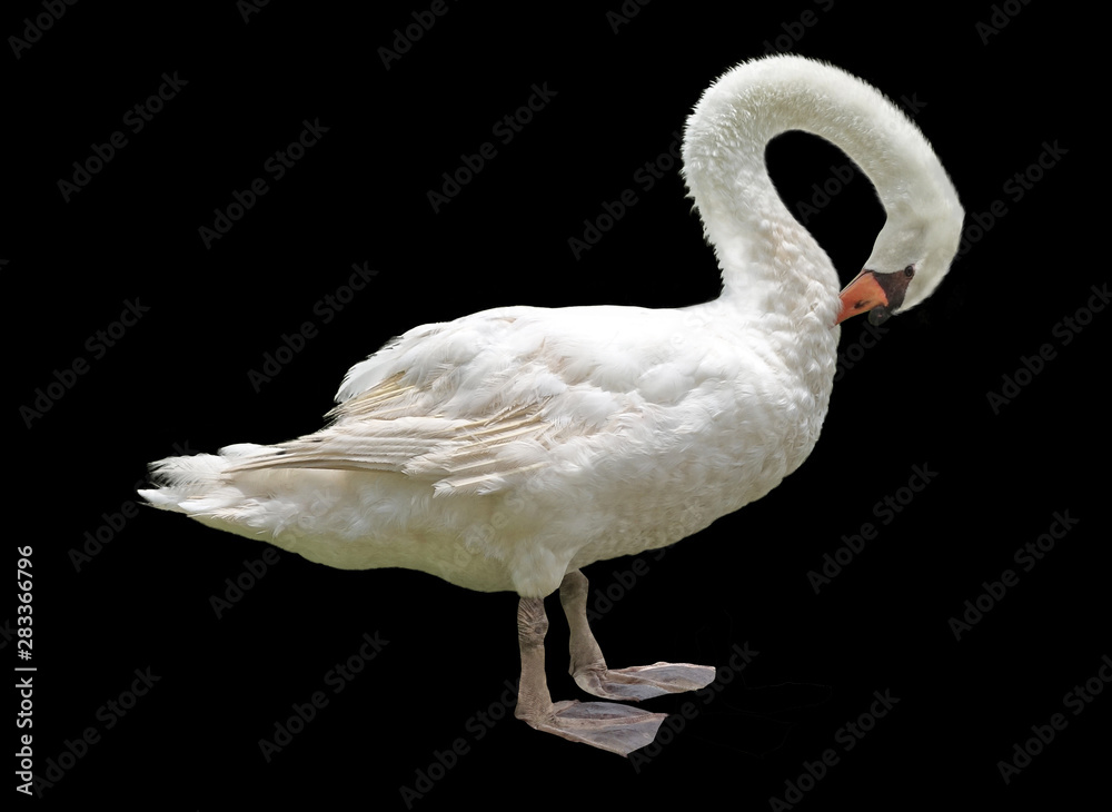 Fototapeta premium white swan isolated on a black background
