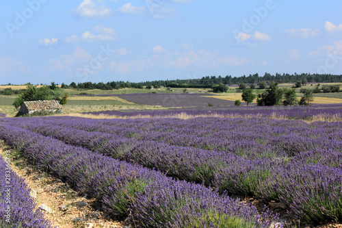 lavandes en Provence