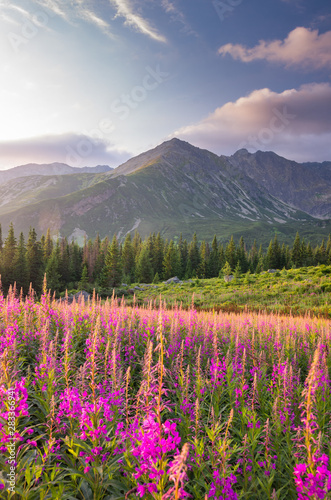 Górski krajobraz, panorama Tatr, Polska kolorowe kwiaty i szczyty w dolinie Gąsienicowej (Hala Gasienicowa), lato