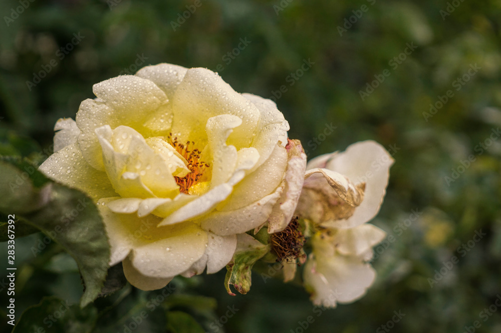 Obraz premium Yellow rose in the drops of morning dew