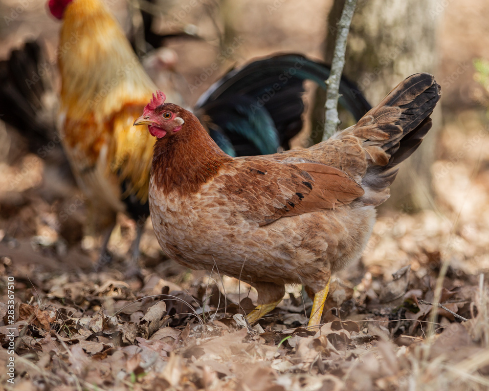 chickens on farm chickens on farm