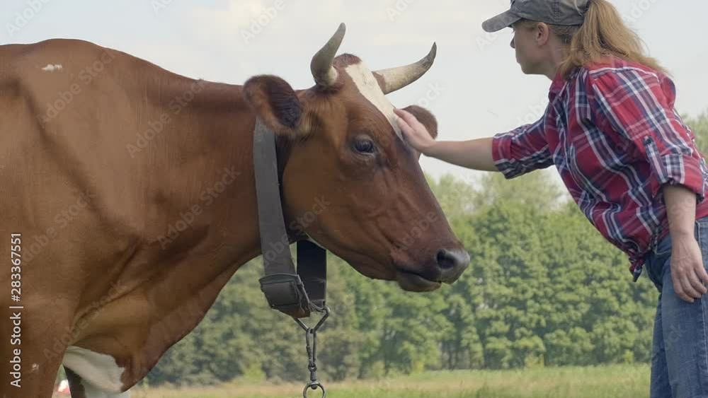 woman farmer stroking cow on head with hand. animal licks oneself when grazing in meadow. woman farmer stroking cow on head with hand. animal licks oneself when grazing in meadow.