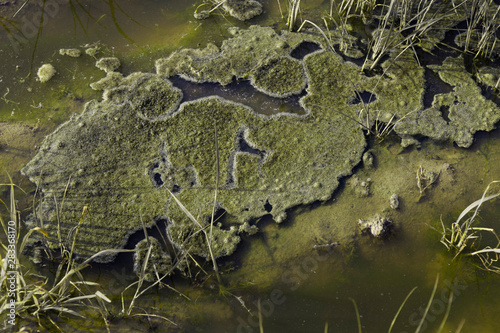 pond with green water and moss shaped islands © Actis_
