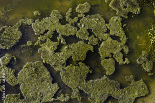 pond with green water and moss shaped islands