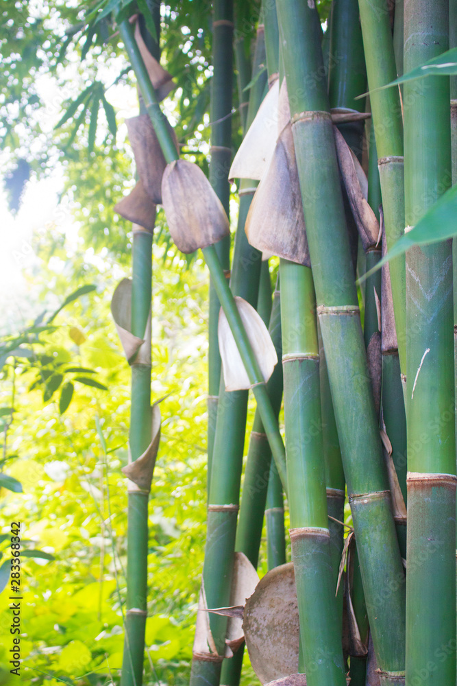 Obraz premium Bamboo on Summer