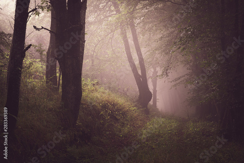 Dunkler nebeliger Wald