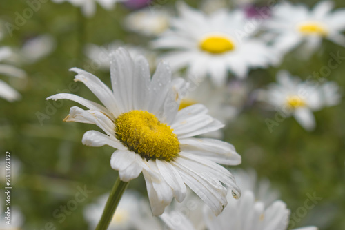 daisy field  soft focus. natural background