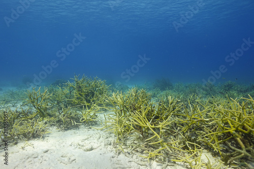 A field of staghorn coral underwater in the Caribbean Sea off the coast of Bonaire in the Netherlands Antilles