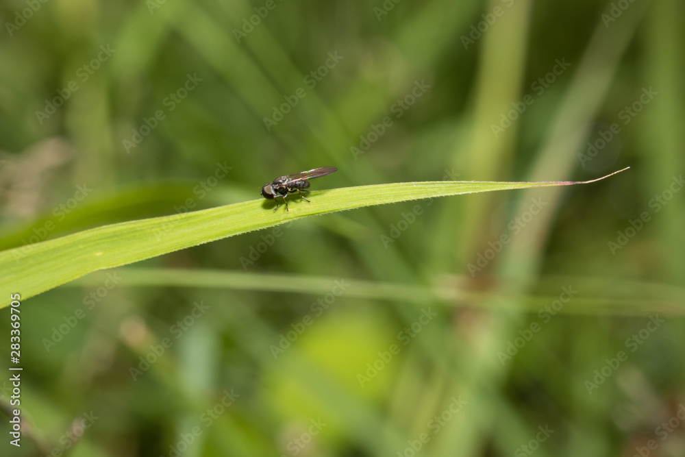 dragonfly on blade of grass dragonfly on blade of grass