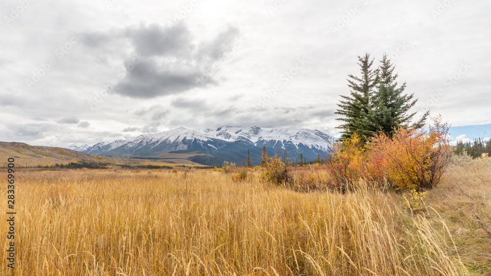 Yellow grass meadow with green pine tree and snow cap mountain ranges in Jasper National park,Alberta,Canada