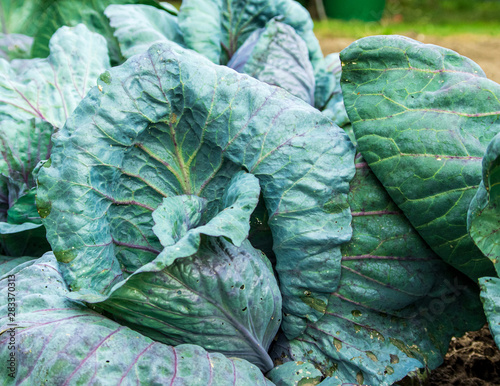 red cabbage growing on a patch in a self sufficient organic garden
