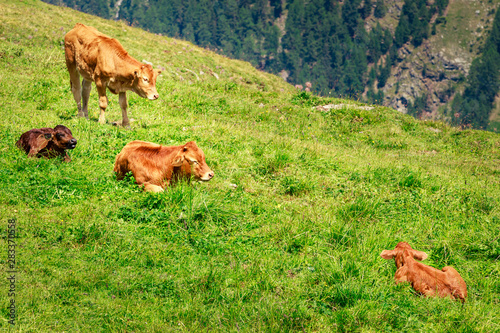 3 calves (2 brown, 1 black) and mother cow on a green alpine meadow in the Swiss Alps