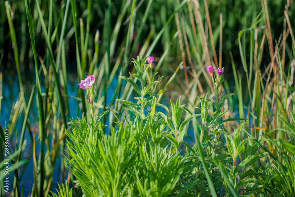 wild flowers in the grass wild flowers in the grass