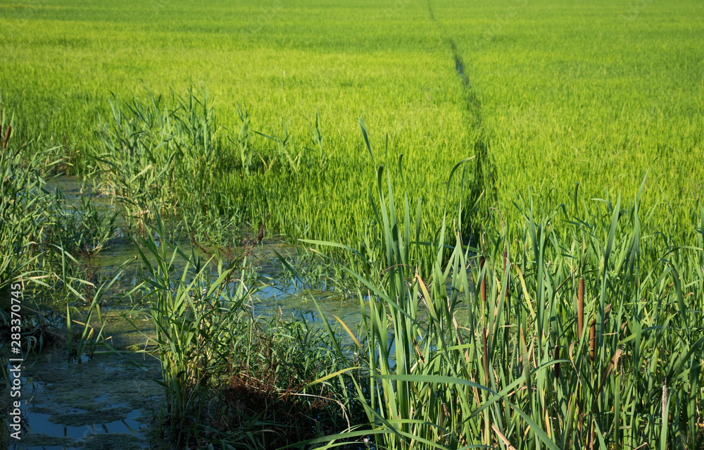 Obraz premium green rice sprouts in rice field