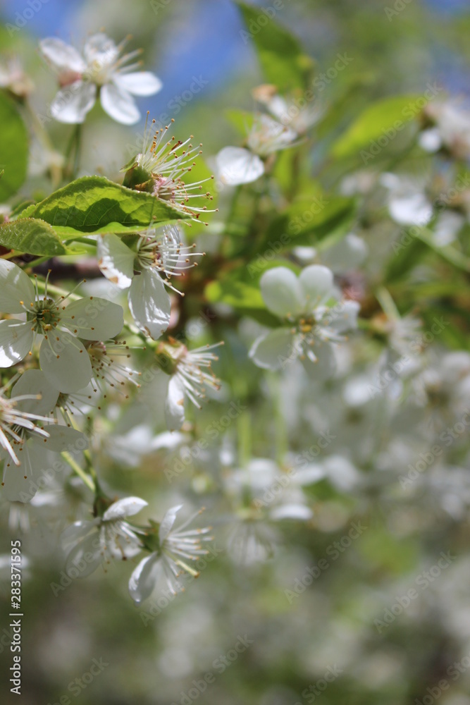 Easter nature background with white flowers of apple tree in spring season Easter nature background with white flowers of apple tree in spring season